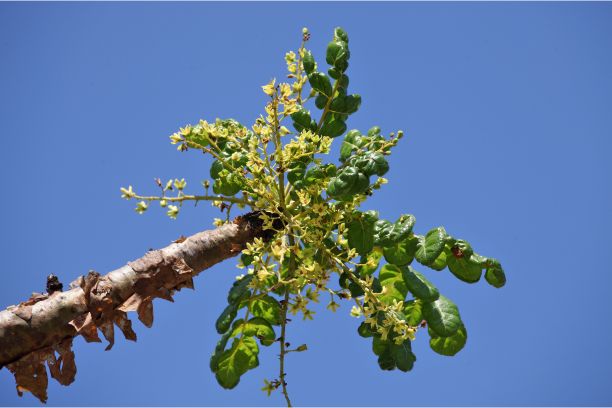 Kadidlovník rodu Boswellia