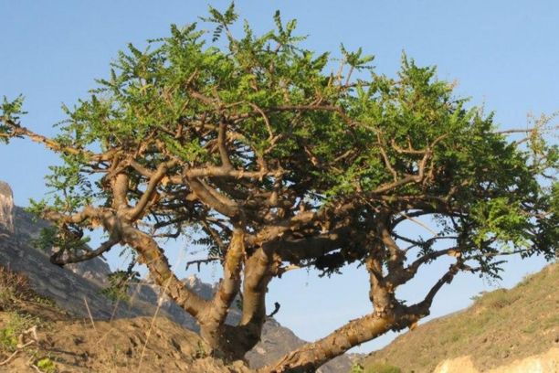 Myrhový strom Commiphora myrrha