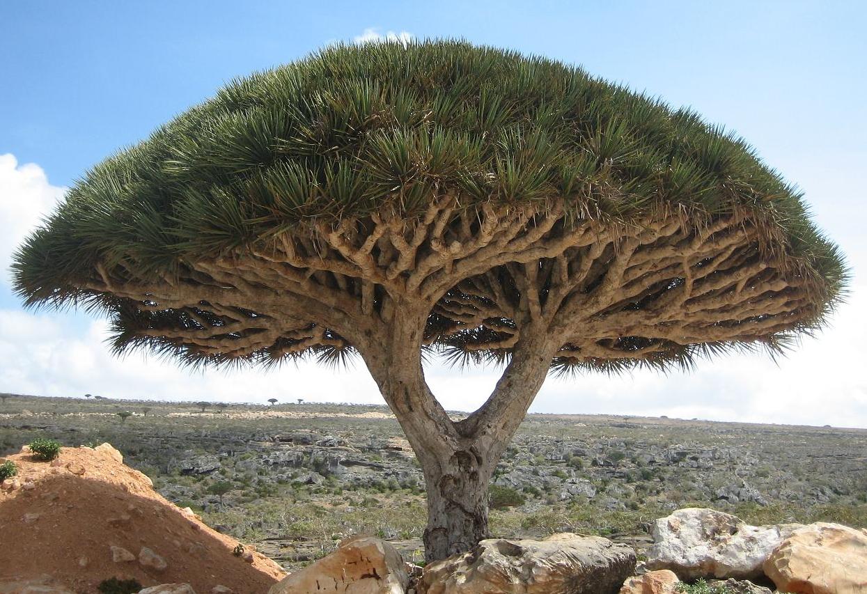 Dracaena cinnabari – dračinec rumělkový ze Sokotry